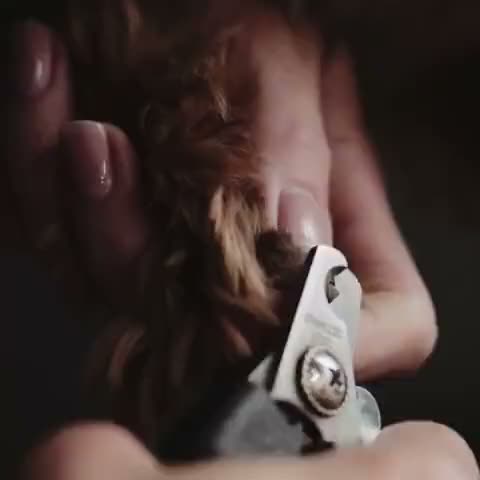 Close-up of nail clippers on a paw