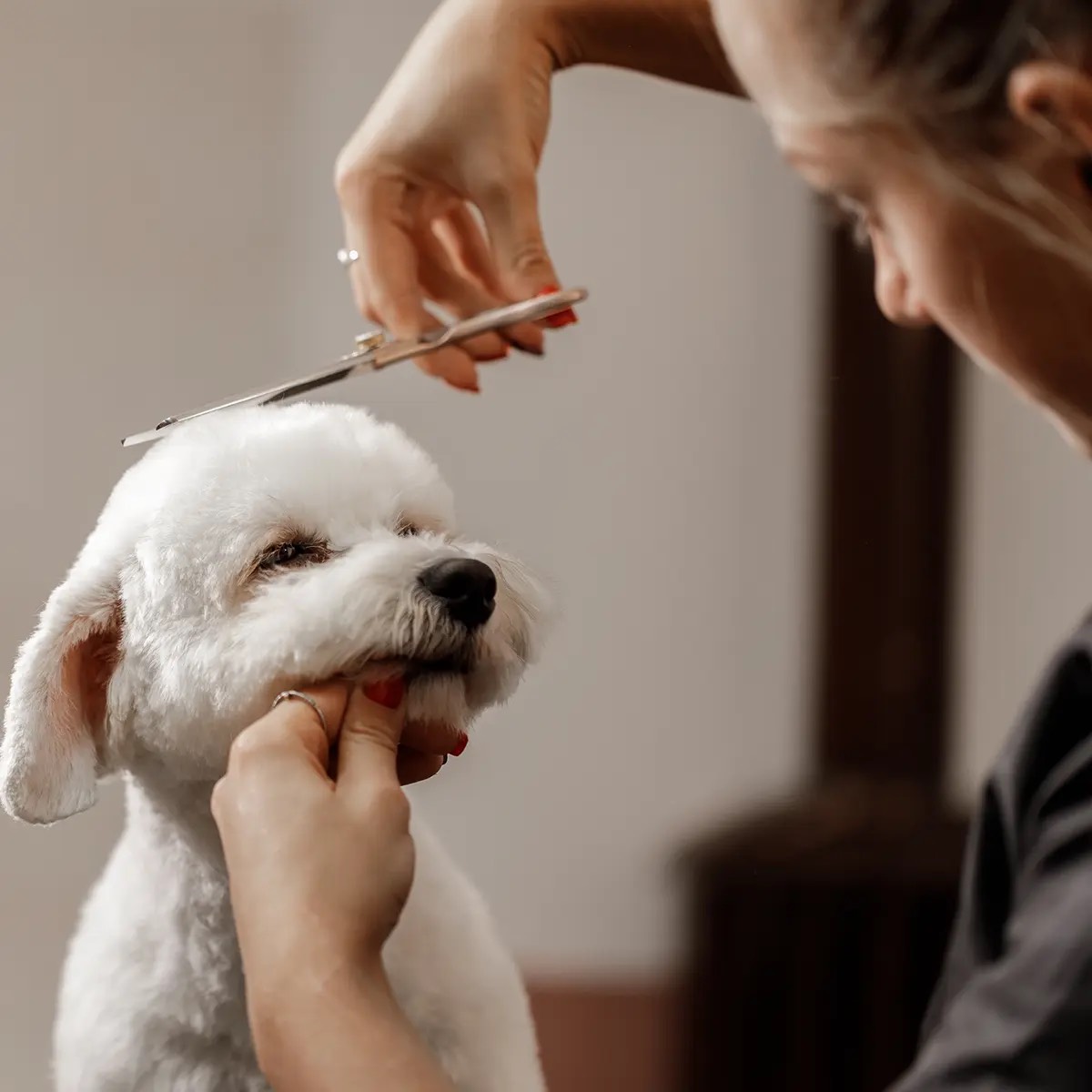 A Level 3 Diploma student grooming at the Hampshire academy