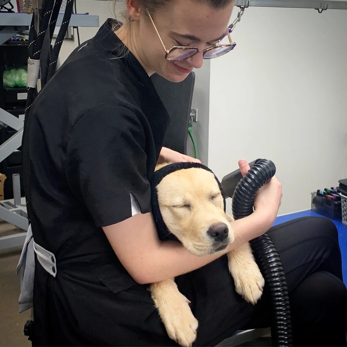 A groomer drying a golden puppy