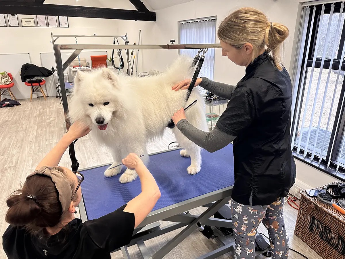 A lesson at the grooming table