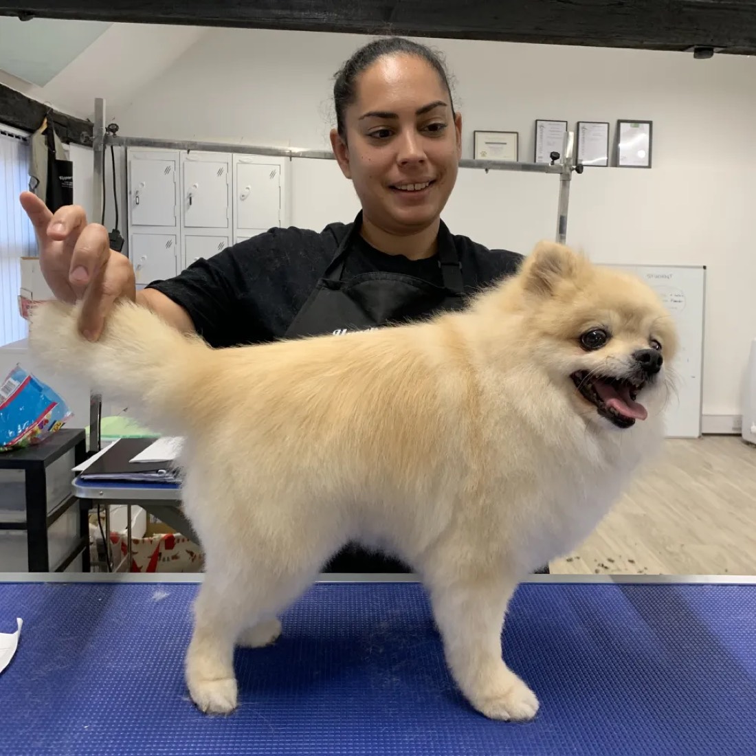 Elvene with a cream Pomeranian on the grooming table