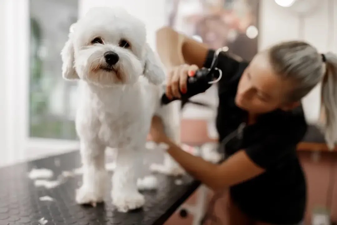 A groomer clipping a white bichon