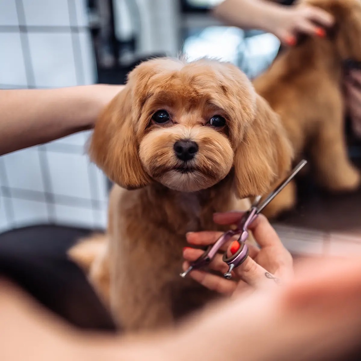 Close-up of a groomer scissoring a red poodle’s face